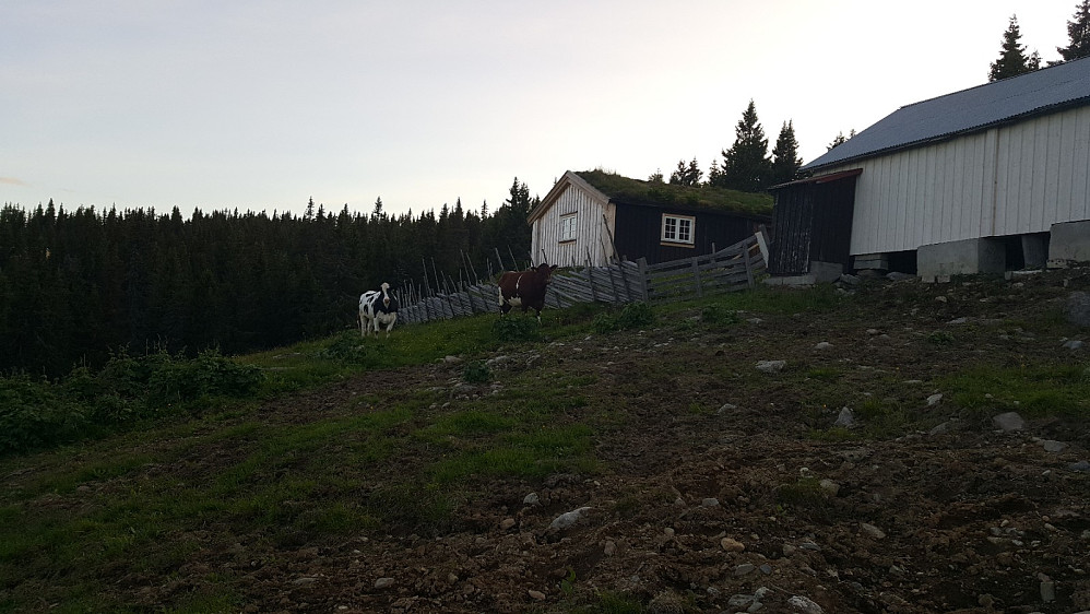 Kviger på Storsetra