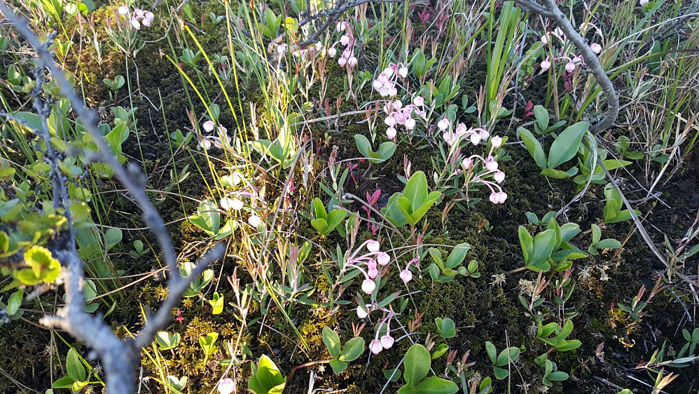 Kvitlyng, Andromeda Polifolia