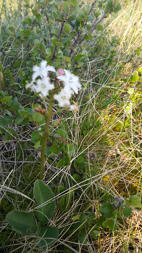 Bukkeblad, Menyanthes Trifoliata