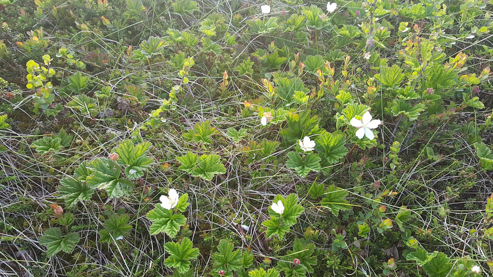 Molteblomstring