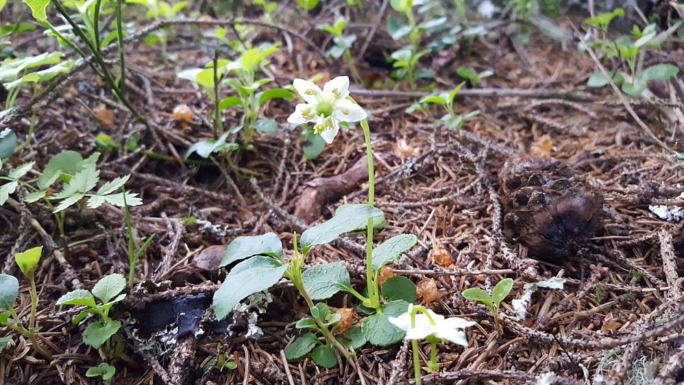 Den flotte Olavsstaken vokser i mengder i granskogen rundt seterlykkja