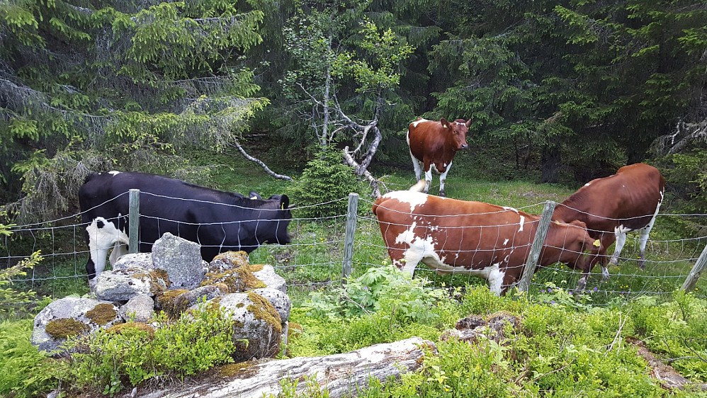 Disse kvigene er heldigvis innagjerds, Allmenningsrøys på denne siden av gjerdet