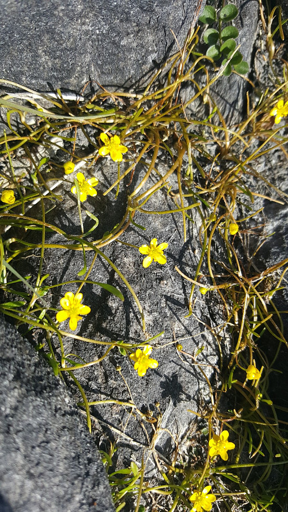 Evjesoleie i Grøtørskaret, 1230 moh