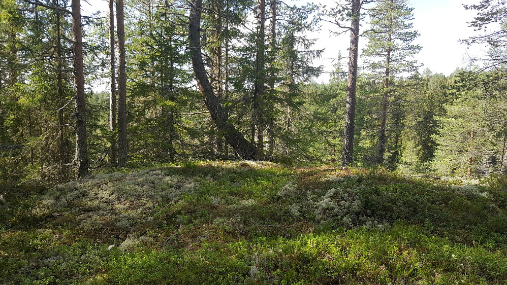 Myggbukta punkt 555