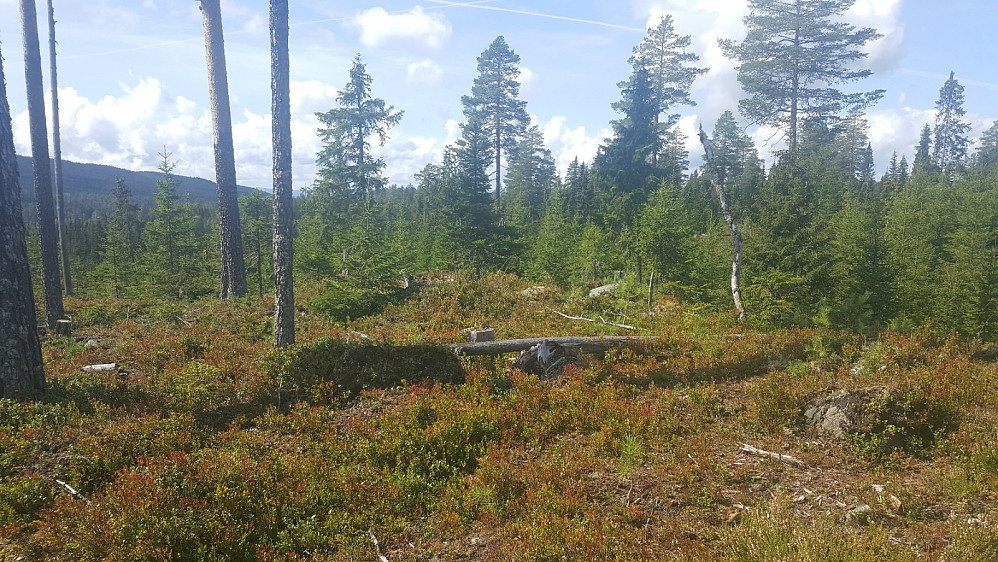 Øyamoen 556 moh
