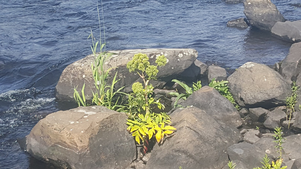 Kvann i Øyåa