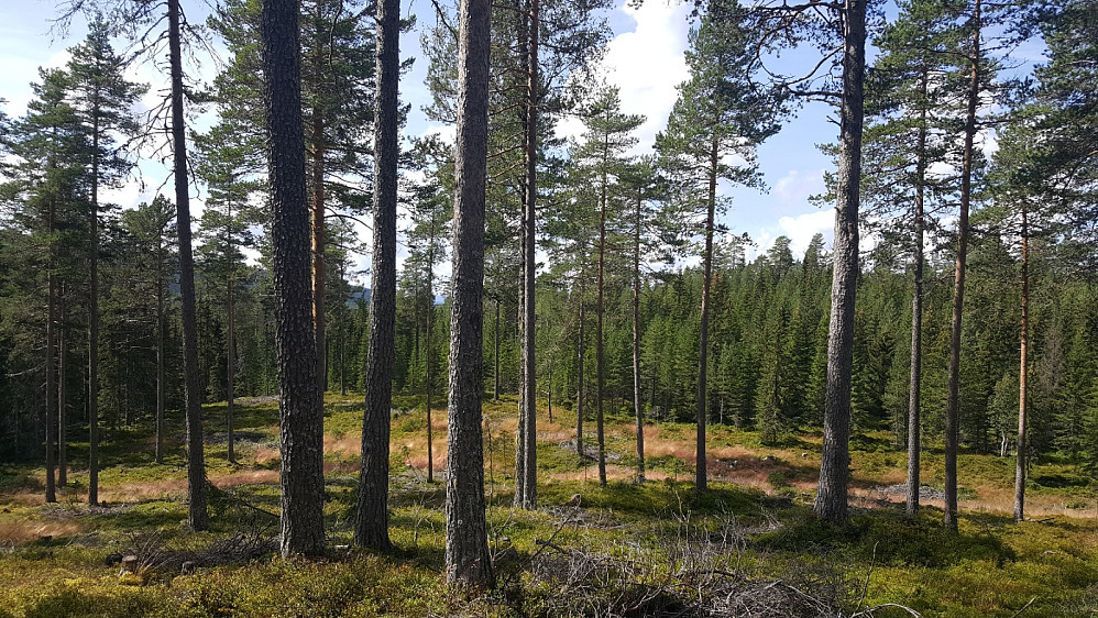 Fin furuskog ved Mesnasaga