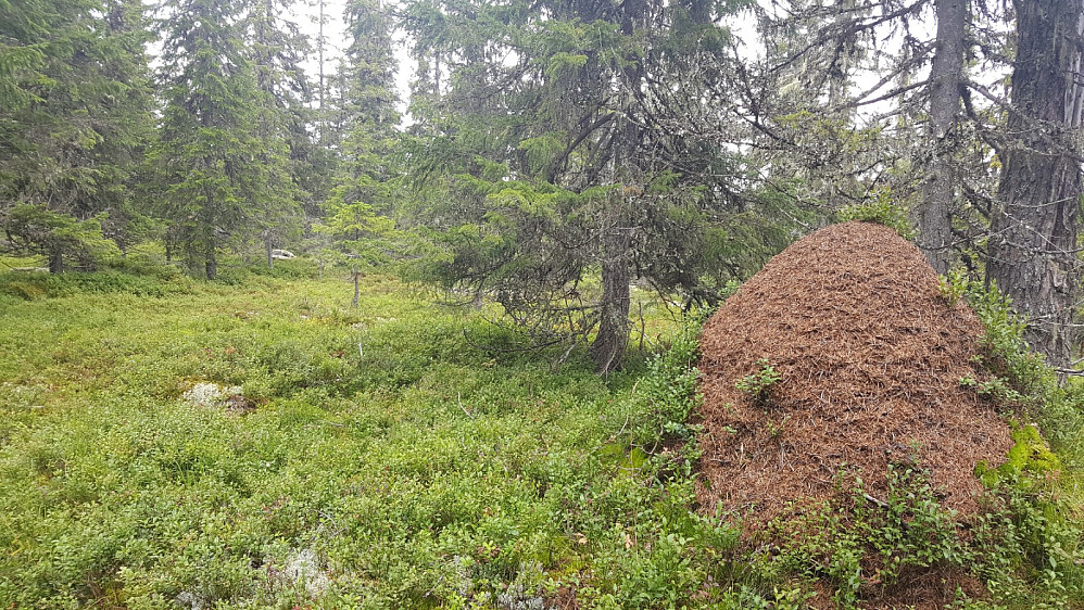 Fløyta punkt 700
