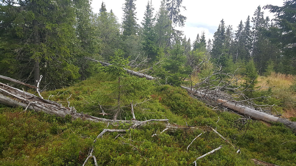 Høgrabben