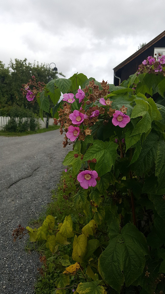 Duftbær eller Rosebær, Rubus Odoratum, i Hagen på Bjerkebæk