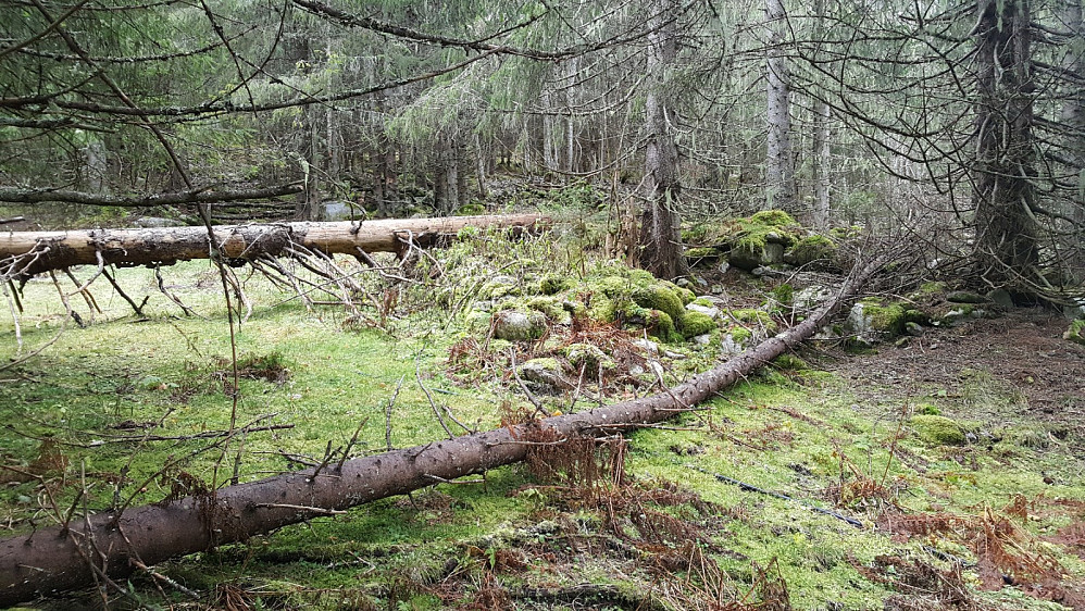 Dahlsrønningen
