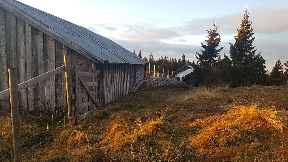 Rindåsen
