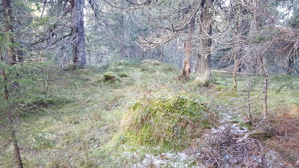 Vesleseterhøgda