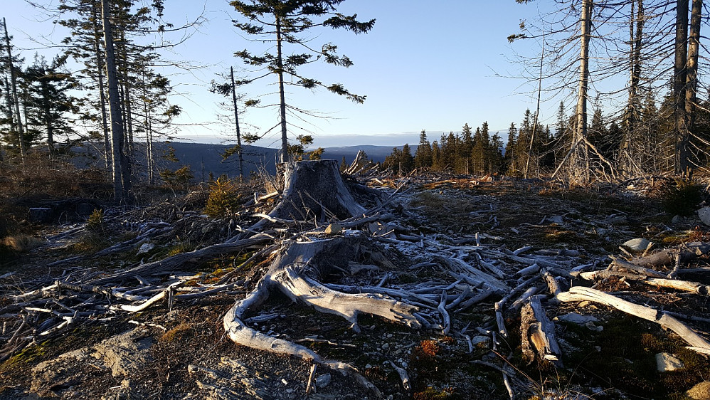 Finsrudbekkhøgda