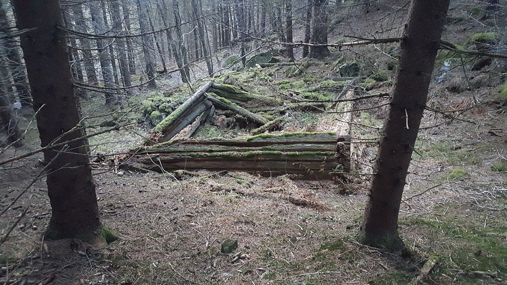 Restene av ei lyu nede i Gutujordet, hvor det ble igjenplantet med skog på 1960-tallet