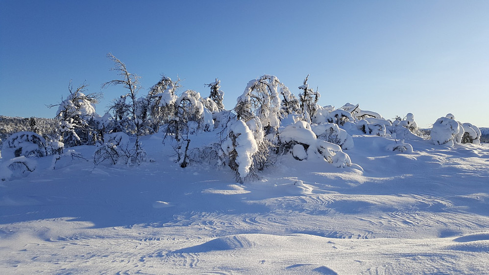 Fjellbjørkeskog ved Kroktjønnet