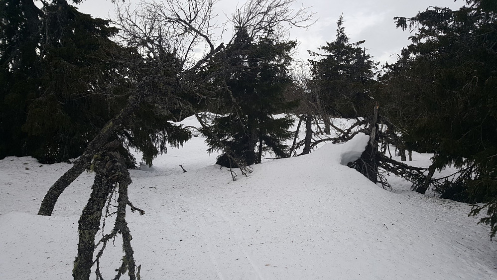 Langmyrhaugen