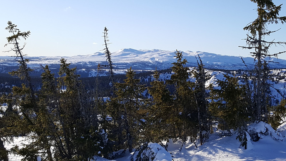 På Nordre Gaustumseterfjellet