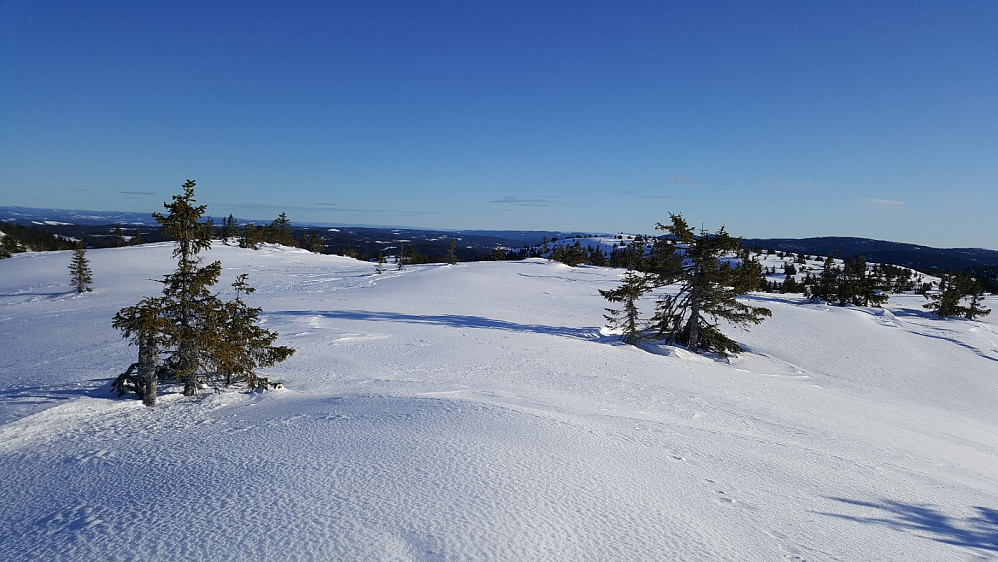 På Søre Gaustumseterfjellet