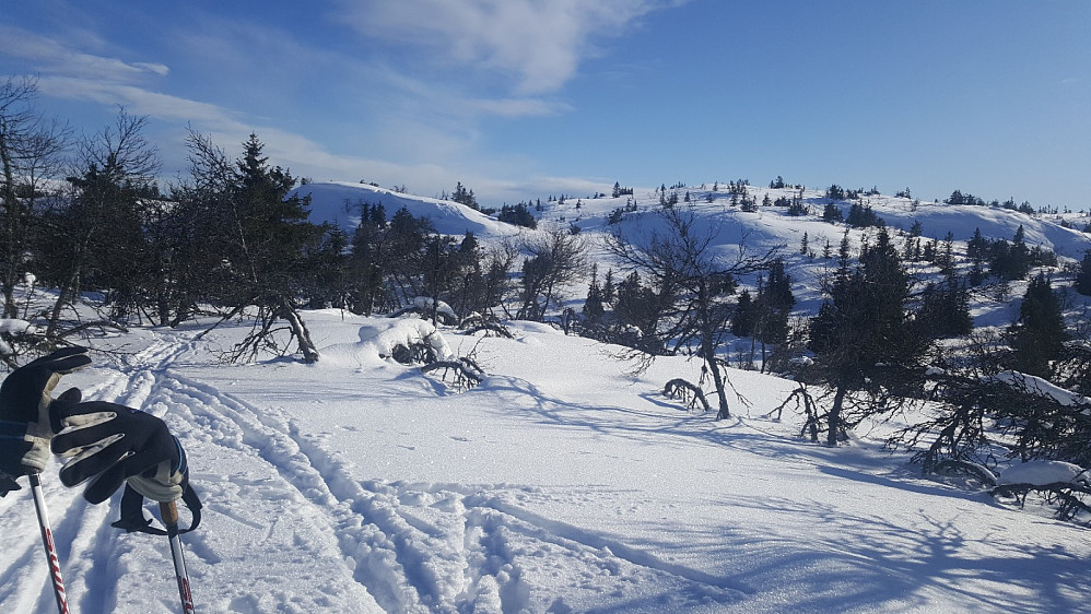 På Sørvestre Roshaugen