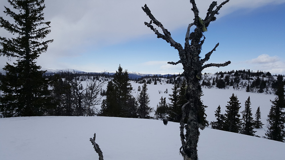 På Søre Roshaugen 969 moh