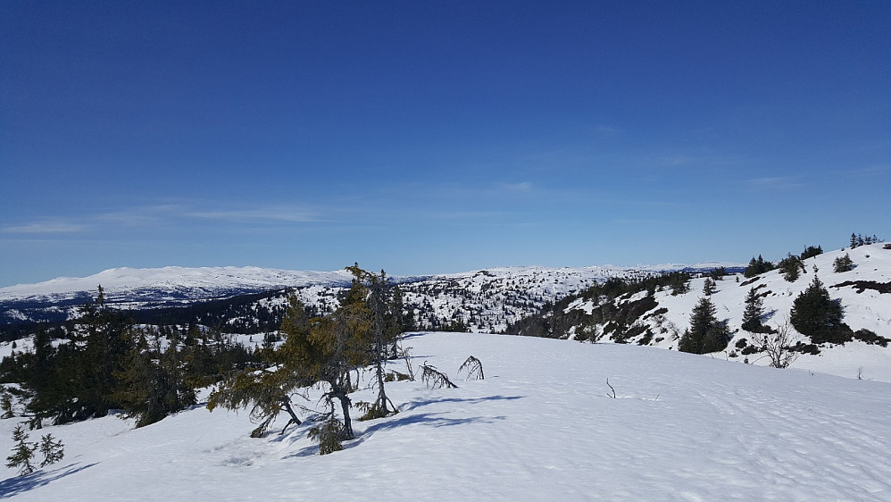 På Søre Gaustumseterfjellet
