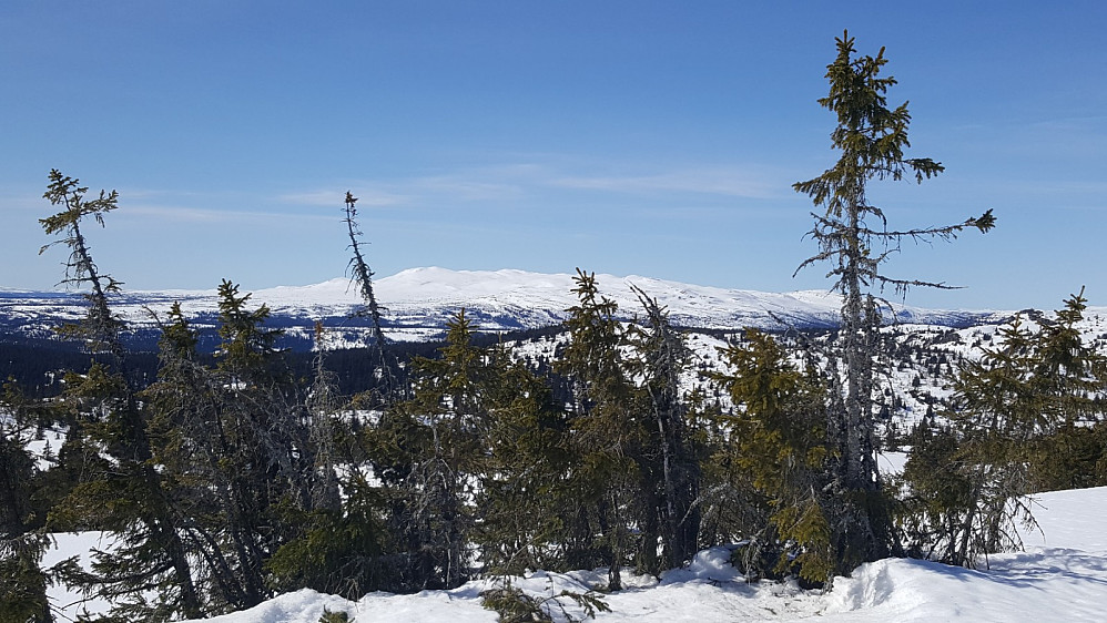 På Nordre Gaustumseterfjellet