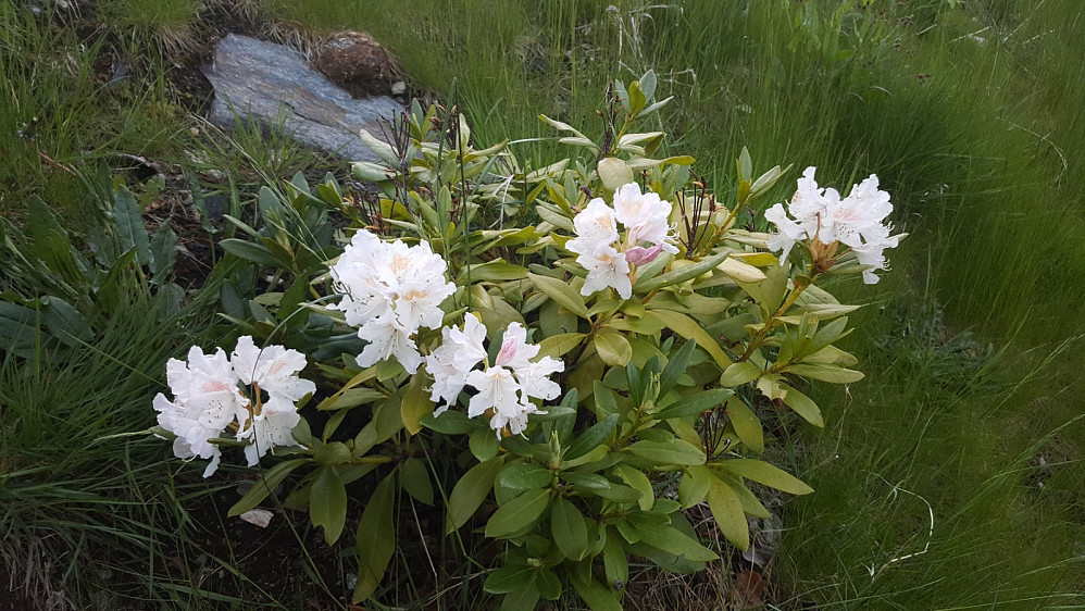 Rhododendron