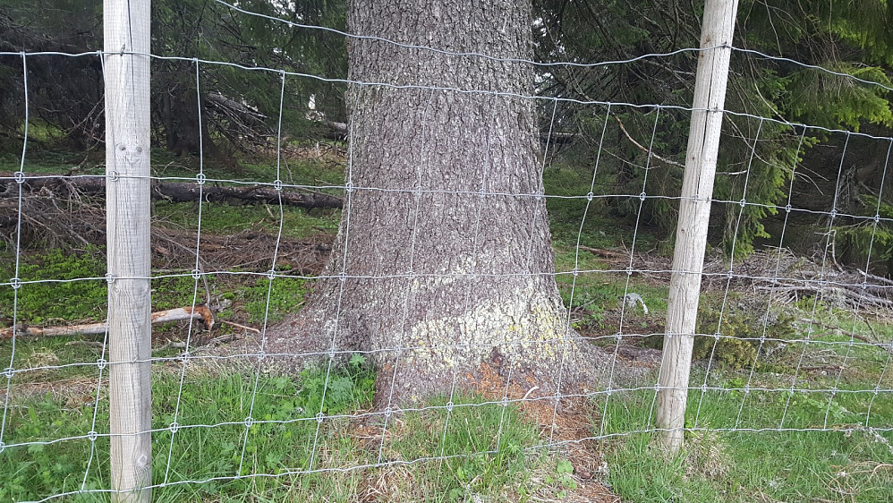 Grov skog ved Evenhaugsetra