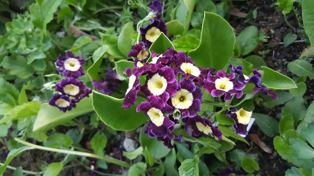 Primula i Margrethe hage