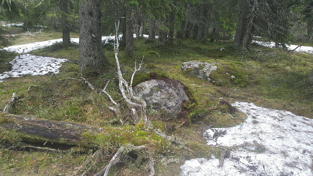 Flekkberrt på Storseterhøgda
