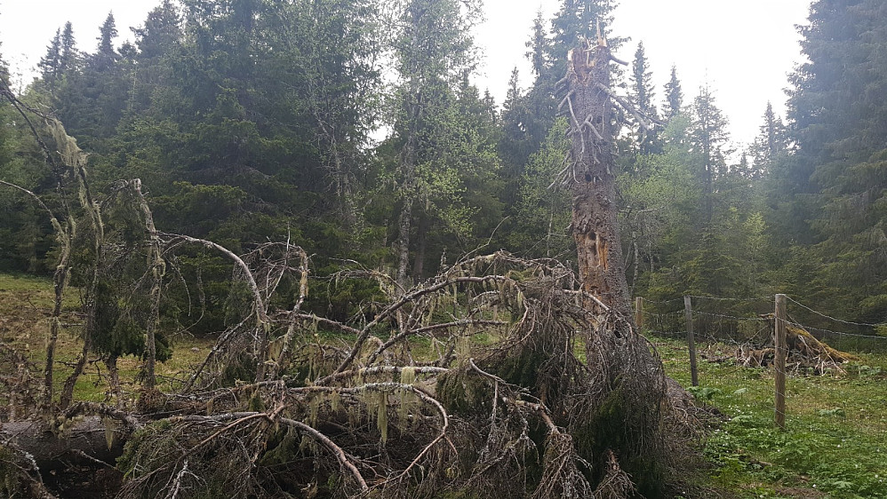Fugleredetreet på Evenhauglykkja tålte ikke vinteren