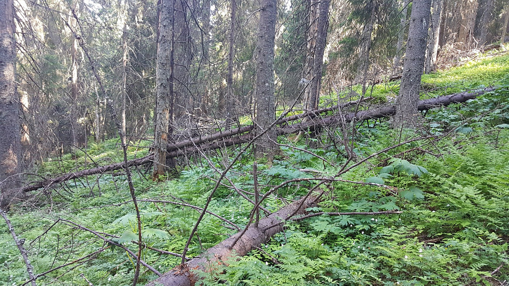 Fra Hammershaugskogen