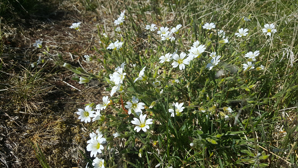 Fjellarve, Cerastium alpinum, på toppen av Skjenafjellet, vokste også på toppen av Killiknappen, ellers så jeg den ikke
