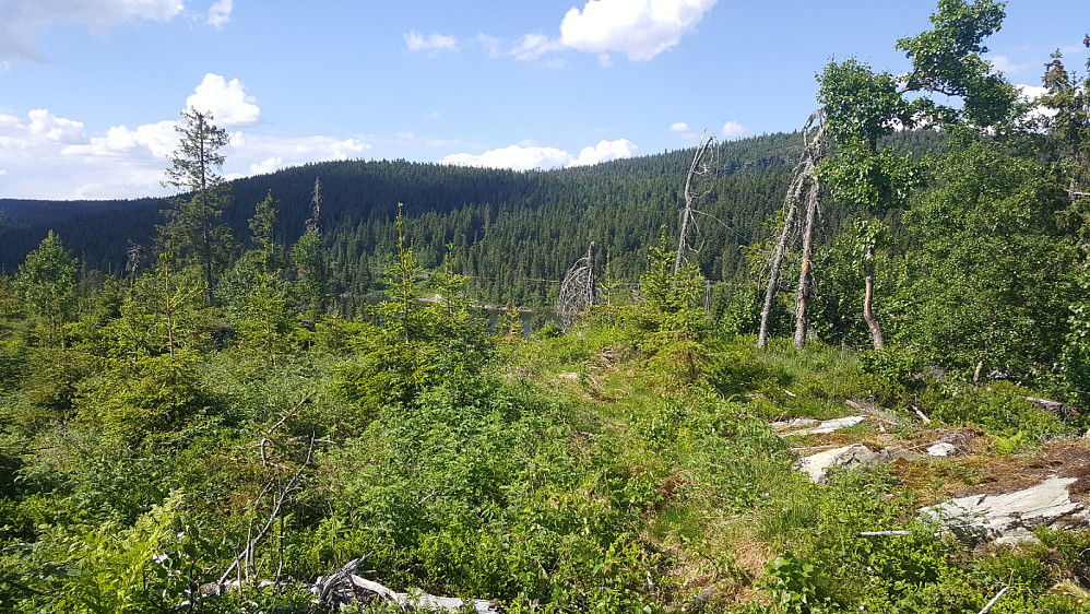Nøsterhaugen
