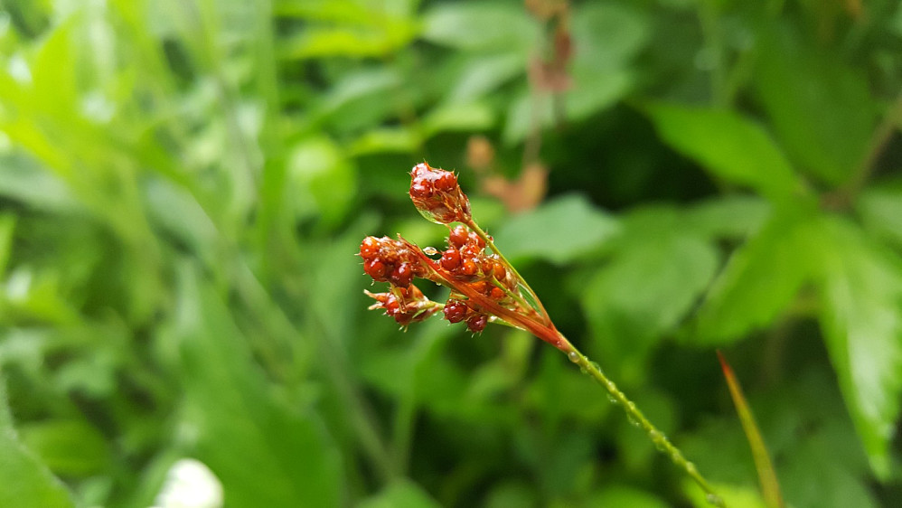 Engfrytle (Luzula multiflorsa) i Nygaardsvegen