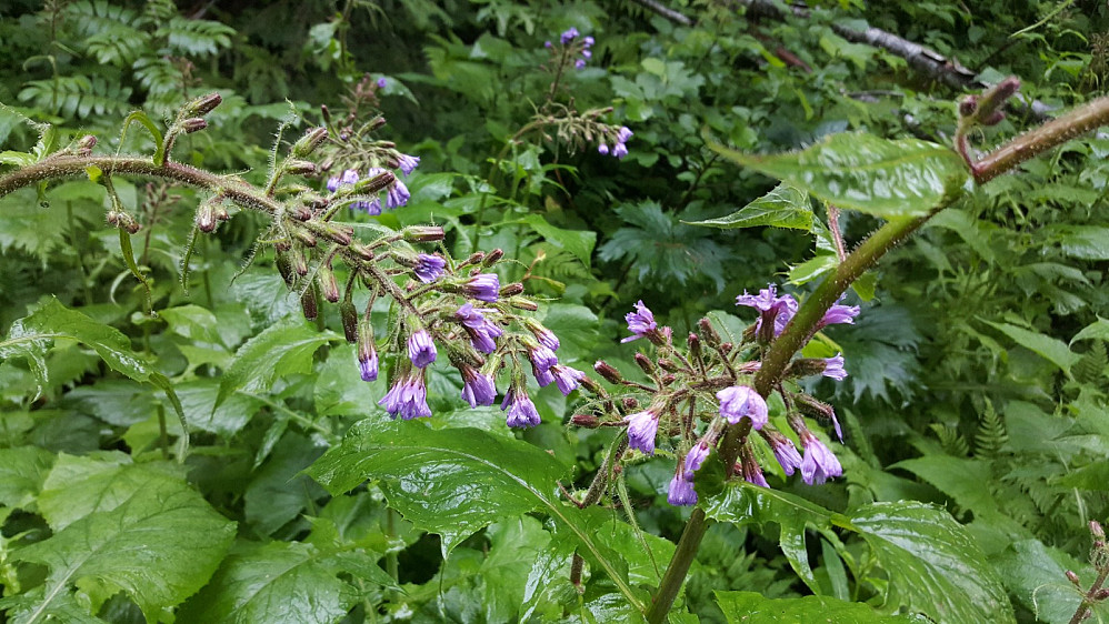 Turten trives ikke i regnet (Lactuca alpina)