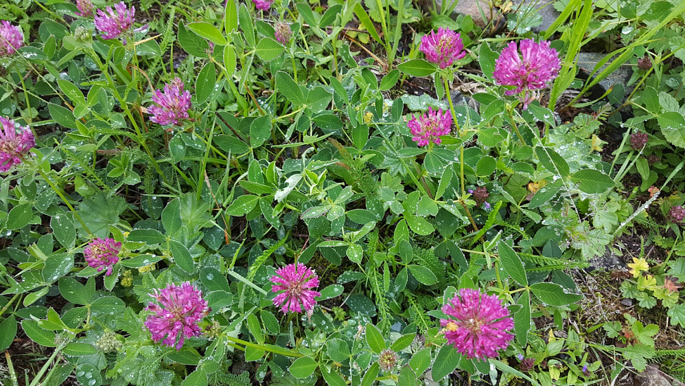 Skogkløver (Trifolium medium), i Søre Sønsteli