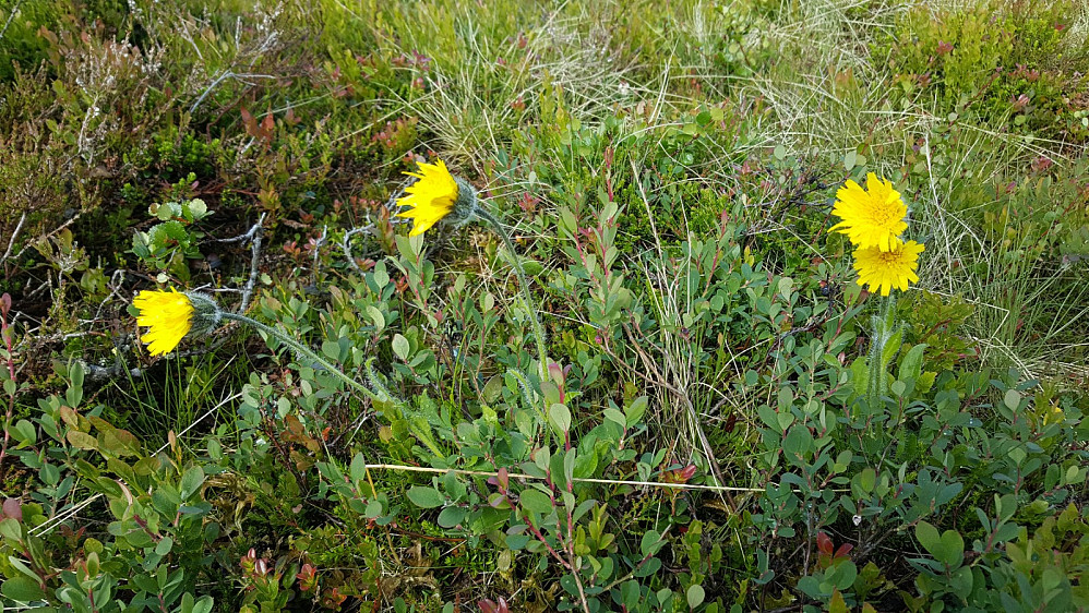 Fjellsveve, Hieracium alpina