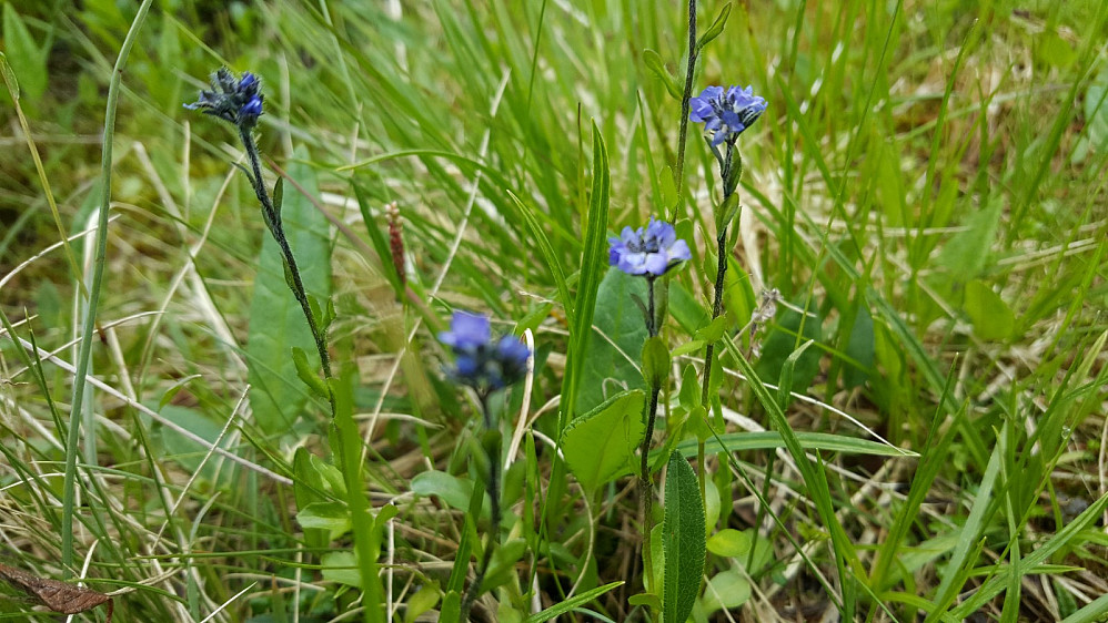 Fjellvernika, Veronica alpina