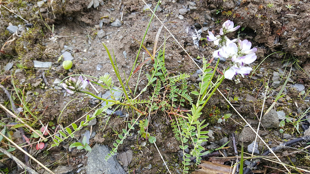 Setermjelt, Astragalus alpinus