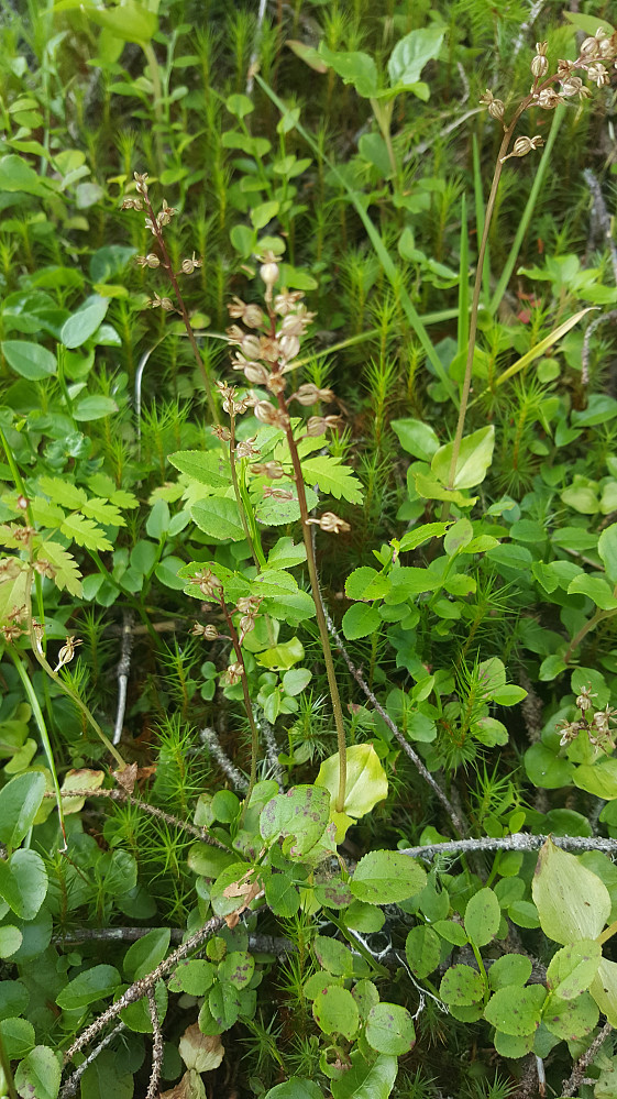 Småtveblad