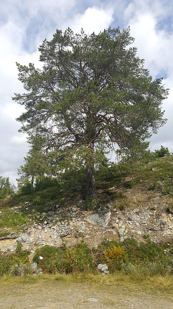 Flott furu ved parkeringslomma ved Vågskardsetra