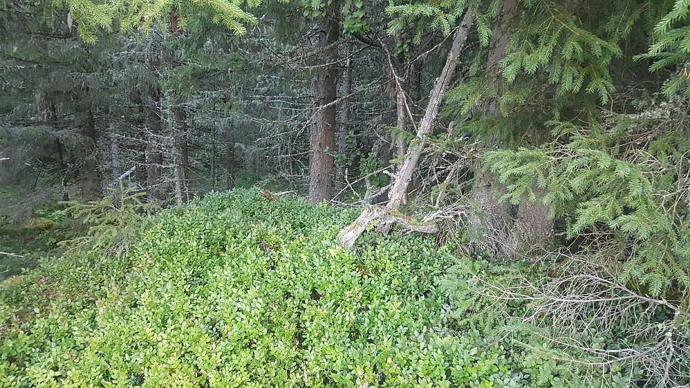 Kampekollen