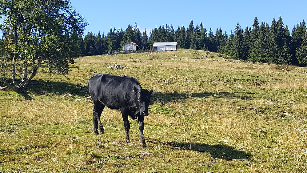 På Storsetra