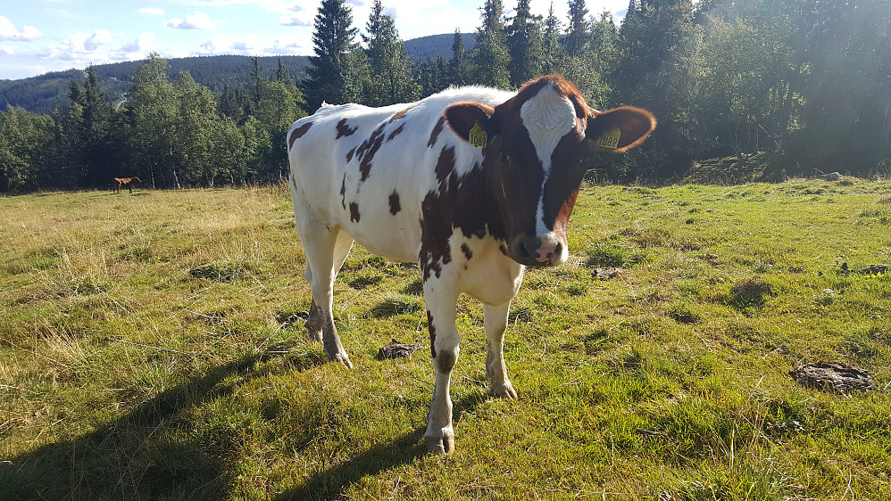 På Storsetra