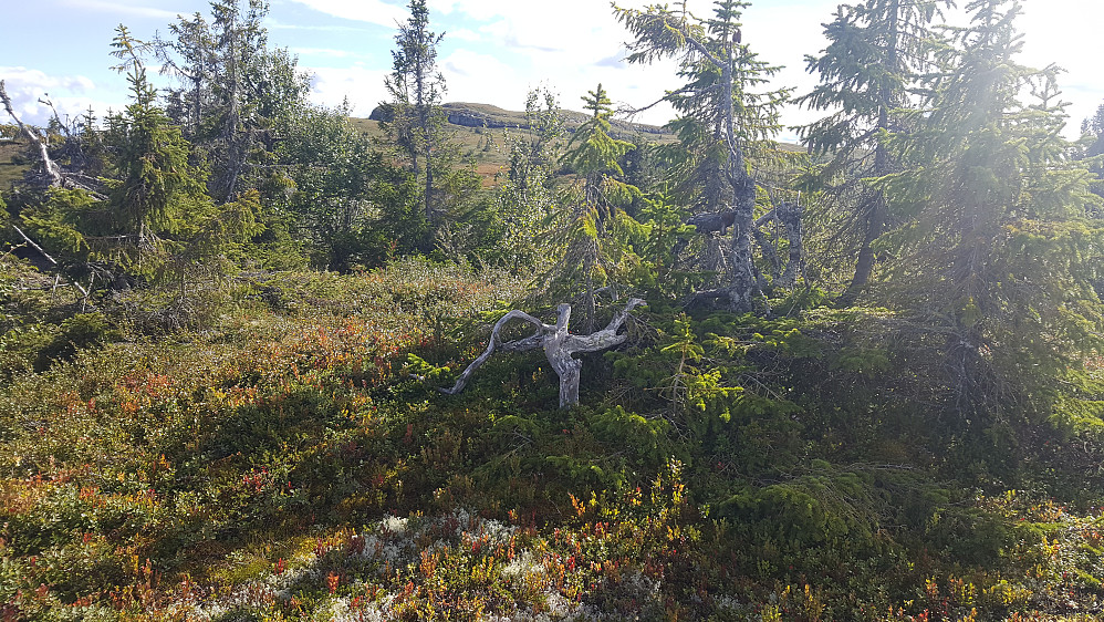 Sandoddbekkhaugen