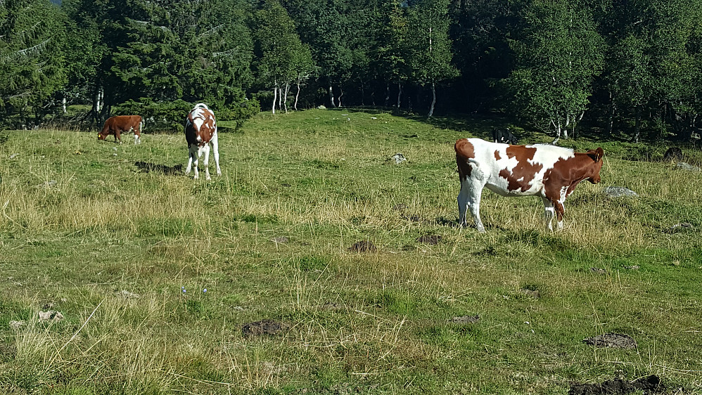 På Storsetra
