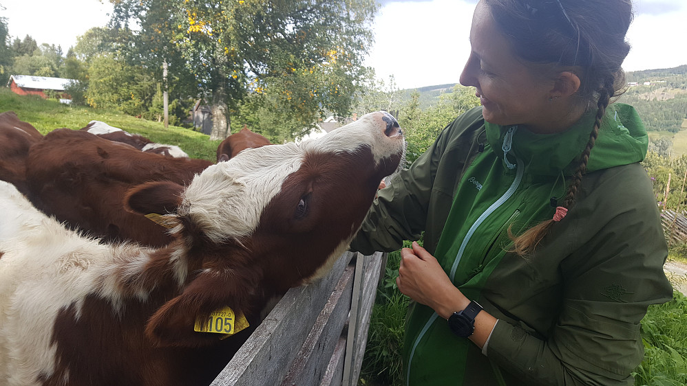 Sivanja og kalv 1105
