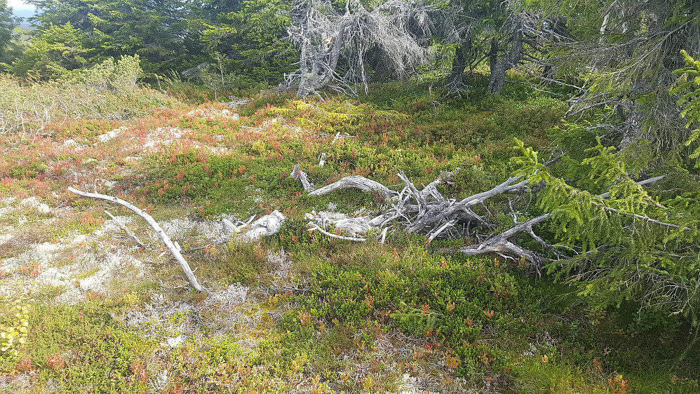 Rypefjellet